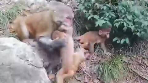 FIGHTING MONKEY | FUNNY ANIMALS VIDEO |