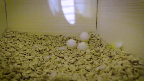 Egg Candling & Budgie Eggs Infertile