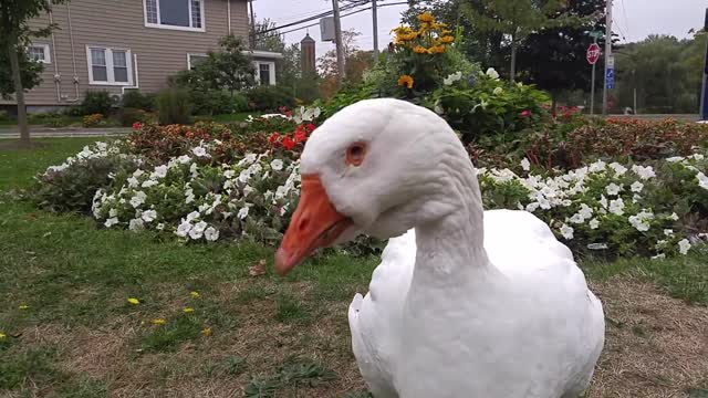 Old gal descends the bed of flowers to chat