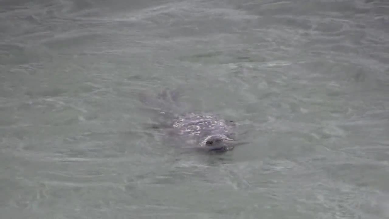 Seagull Makes An Impact attack On Seal