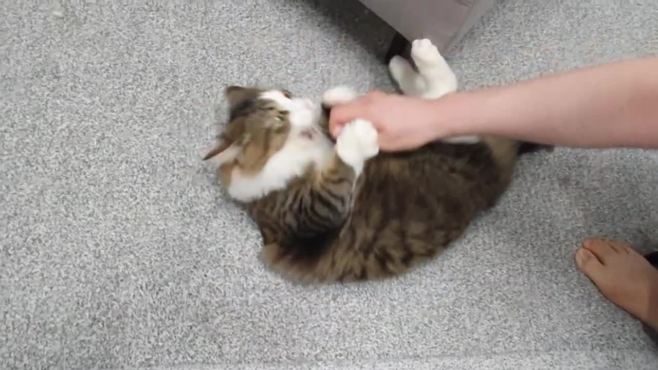 Touching a belly is not a guarantee of safety😸😸