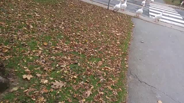 Helping the Geese cross to crab apple lane