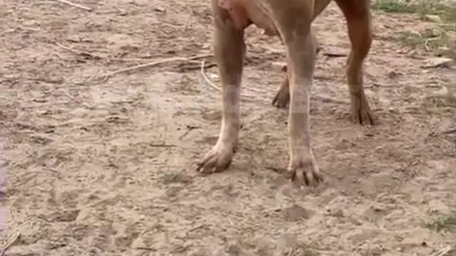 Angry Dog| Cute Animals | #shorts #dogs #angrydogs #dog