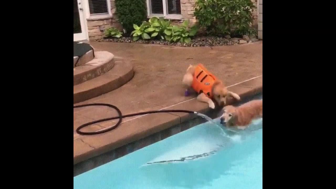 dogs and cats funny #3