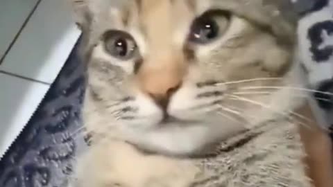 Cat funny video