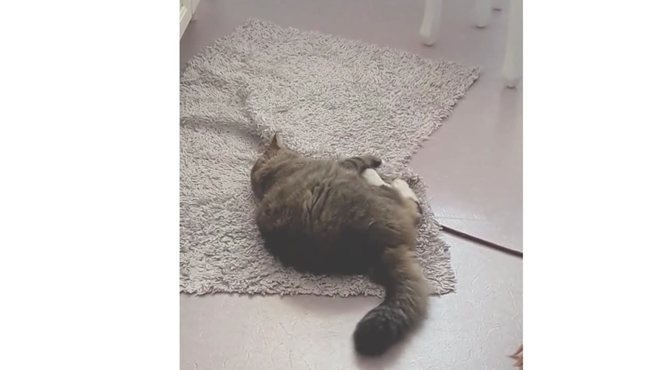 Best Funny Dogs And Cats Videos 😅 - Funniest Animals Videos 2023😇 #1