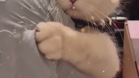 Cute cat