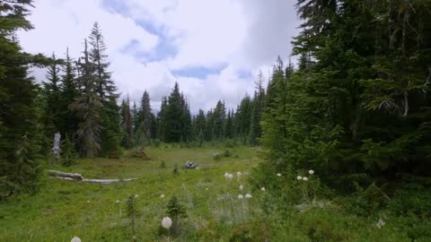 Mount Rainier National Park - Nature Relax Video, Summer Scenery