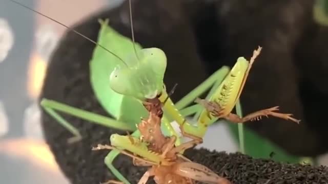 Mantis Slowly Eats A Cricket