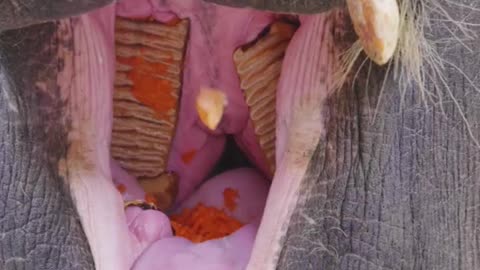 Everything has a spiritual elephant
