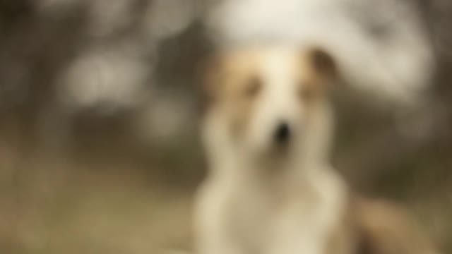 Funny dog 🐕 look like you 😘videos