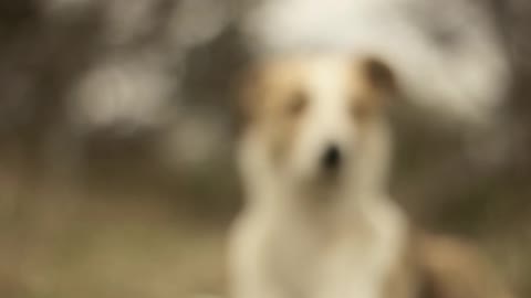 Funny dog 🐕 look like you 😘videos