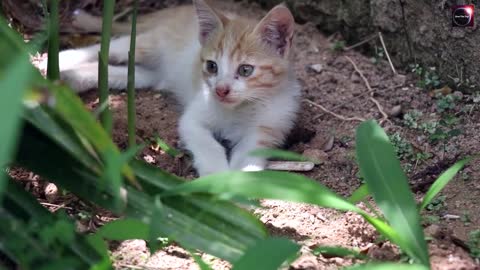 Complication Cute Baby Cats 2022 - Funny Pretty Videos