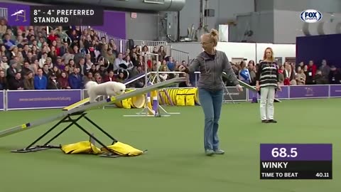 Best of the 2018 Masters Agility Championships | WESTMINSTER DOG SHOW (2018) | FOX SPORTS