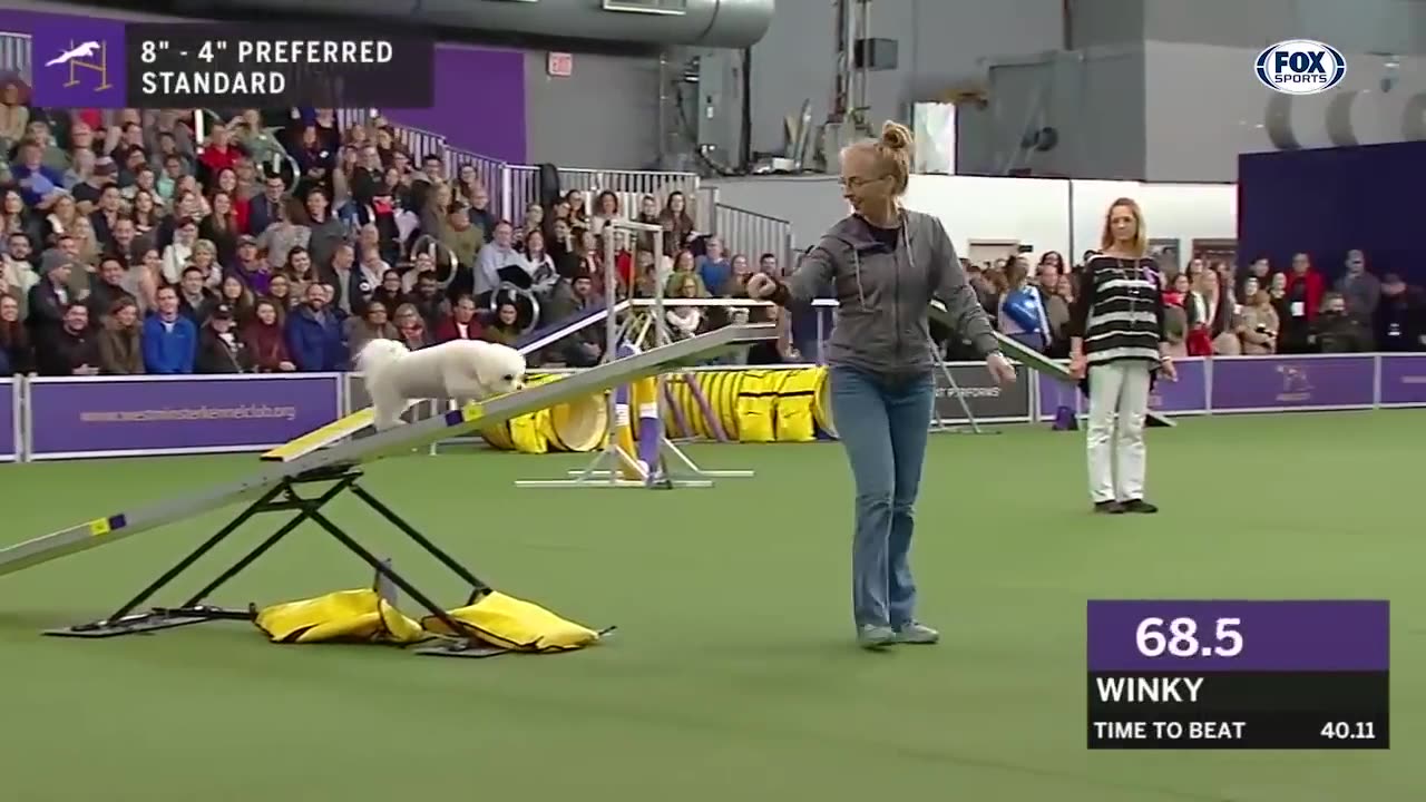 Best of the 2018 Masters Agility Championships | WESTMINSTER DOG SHOW (2018) | FOX SPORTS