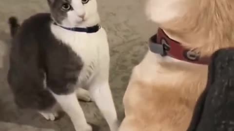 Cat Having A Chat With A Dog