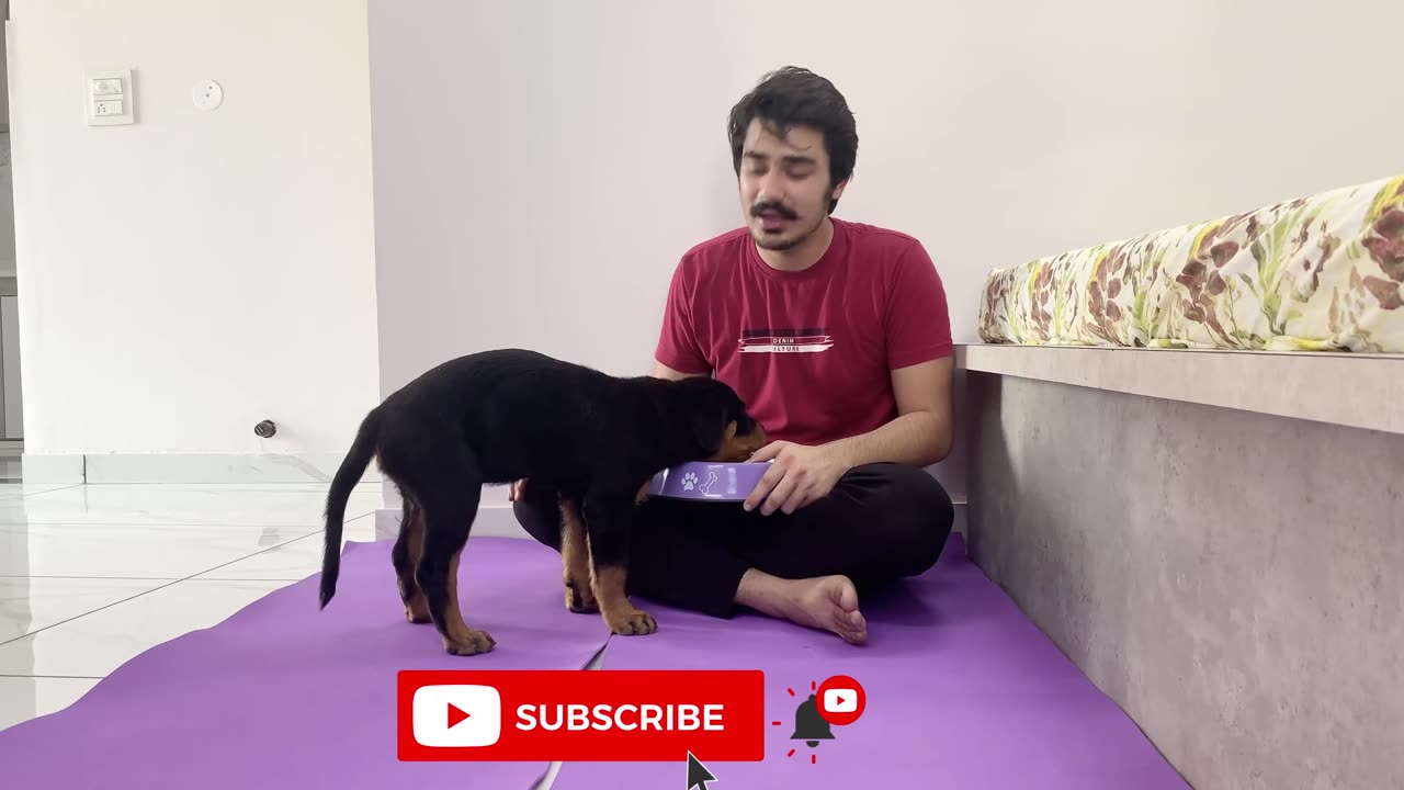 HOW TO TRAIN YOUR PUPPY FOR FOOD DISCIPLINE / 3 - MONTHS OLD ROTTWEILER PUPPY TRAINING / DOG TRAINING