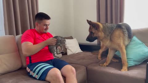 How a German Shepherd and a Kitten Became Friends-17