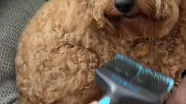 fooledagain@peach.poochon#dogs