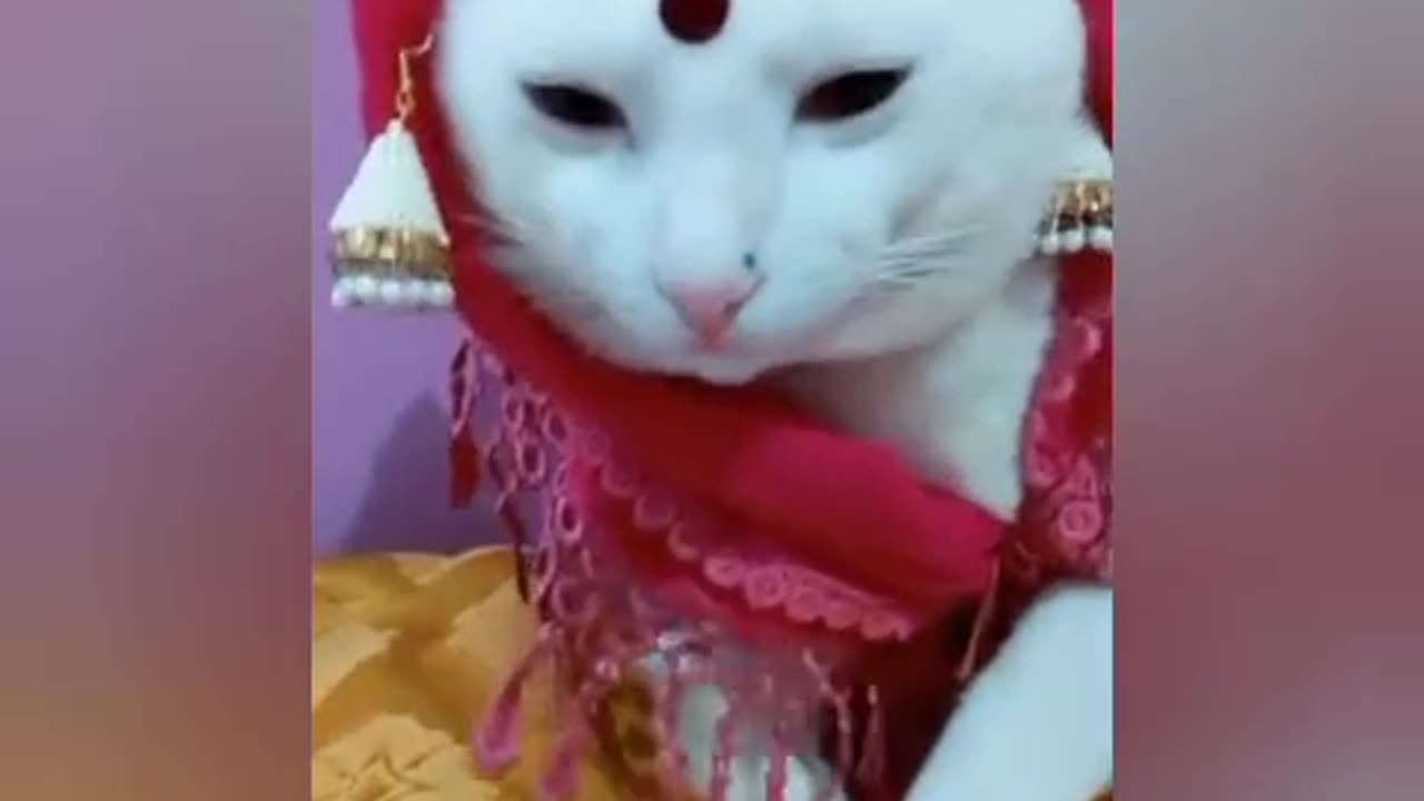 Cats funny video. Cat love you 😍 😘 Animal funny video short #viral#shorts