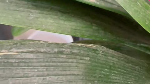 Round Leaf Banana Flower