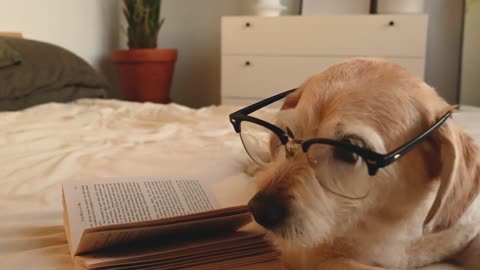 Cute and funny animals