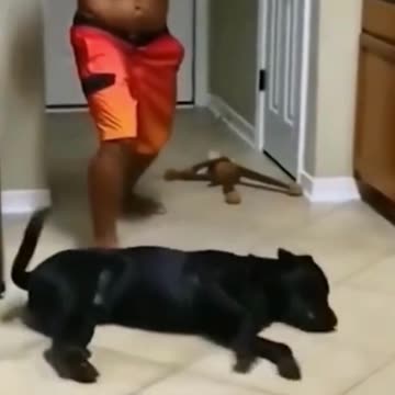 funny animals who doesn't love these cuties, animais engraçados quem não ama essas fofuras