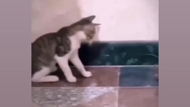Cate and rate ( mouse ) fight 😂😂