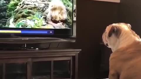 Bulldog watching King Kong