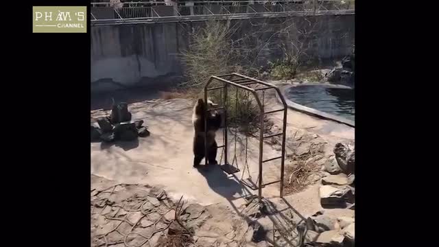 Cute Bear 🐻 Dancing in a Zoo !!