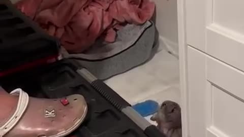 Negotiations before bed