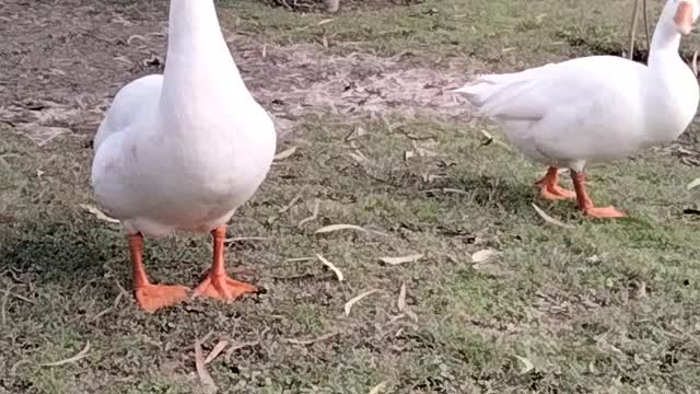 Goose 🦆 Sound By Kingdom of Awais