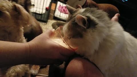 KittyBoo Drinking Milk