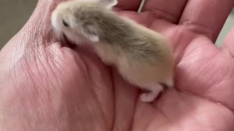 Only a few weeks old Hamster