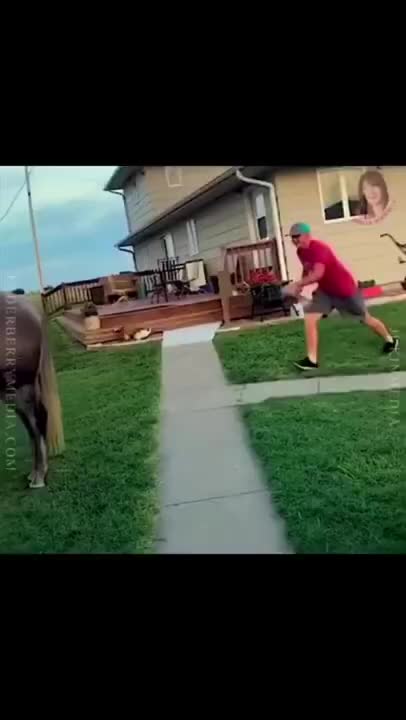 HORSE ATTACKS