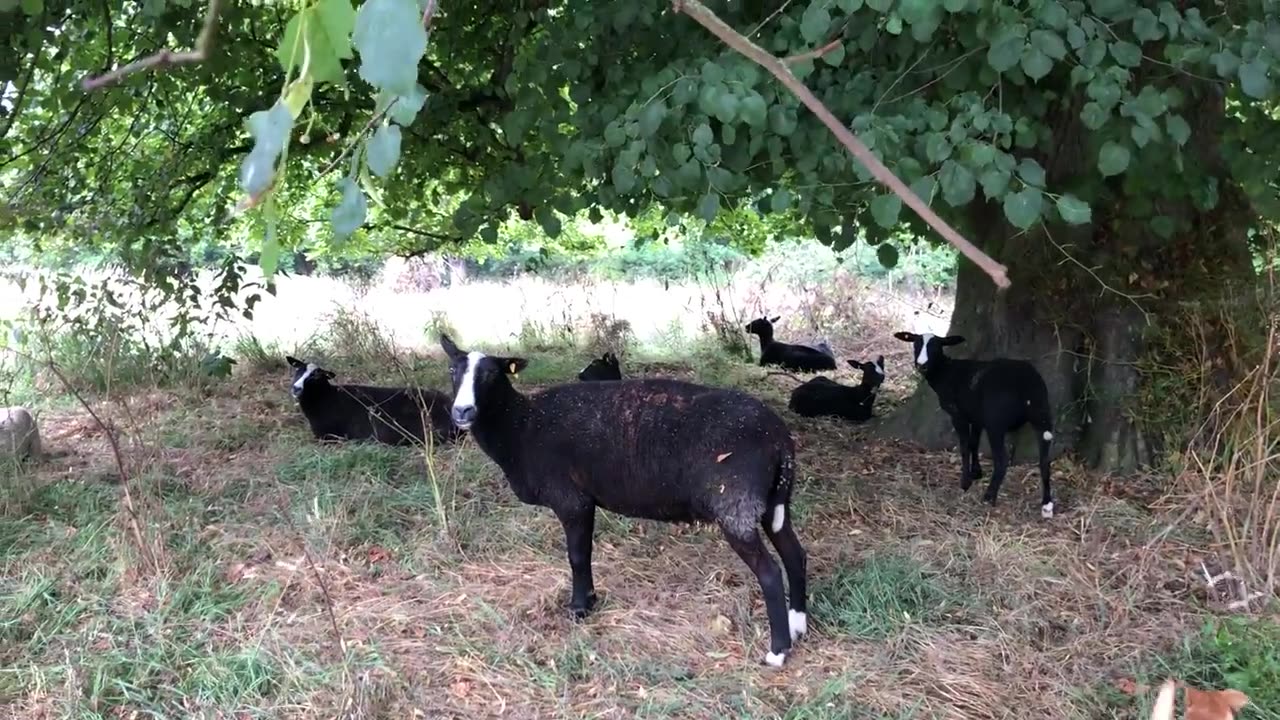 As rain starts to fall sheep crowd in under the lyme tree for shelter