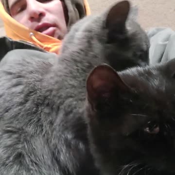 2 kittens told me hostage.