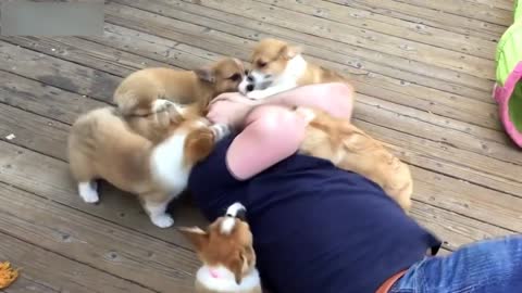 Cute Baby Animals