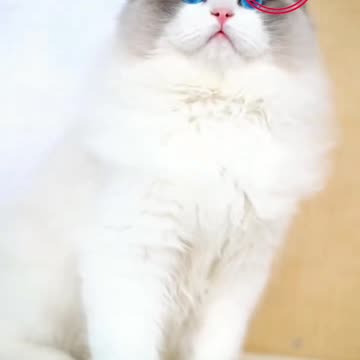 Fanny cat videos | kitty cat video | Cute cat videos | Pet Anima video |