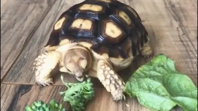 The turtle at dinner time