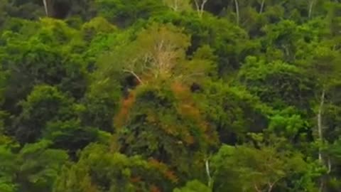 Amazon rainforest, Peru #peru #travel #amazon #rainforest #earthday #jungle #nature # #drone