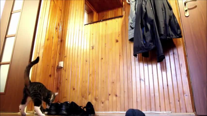 Cat with Nano - Energy (Crazy!)