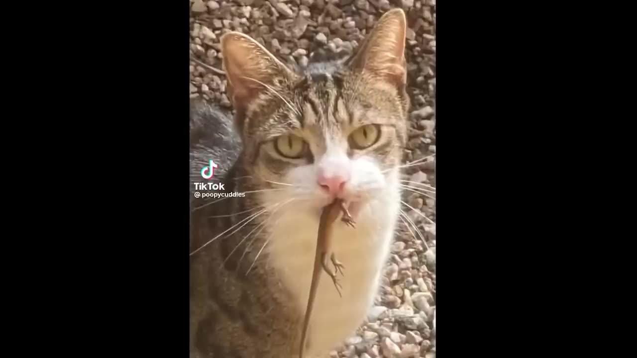 FUNNY CAT MEMES COMPILATION OF 2023 V13