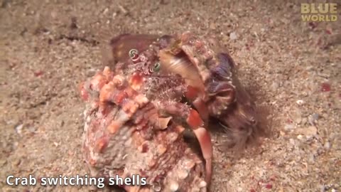 "Nature's Harmony: Symbiotic Species and Animal Relationships"