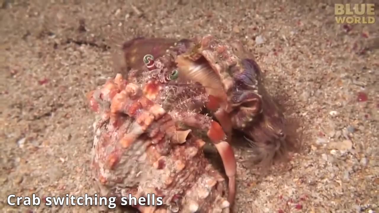 "Nature's Harmony: Symbiotic Species and Animal Relationships"