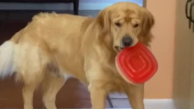 WATCH TIL the END 😂🐶 #dog #funny #video #His dog helped to a small girl for school time