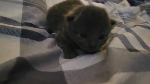 One week old baby kitten