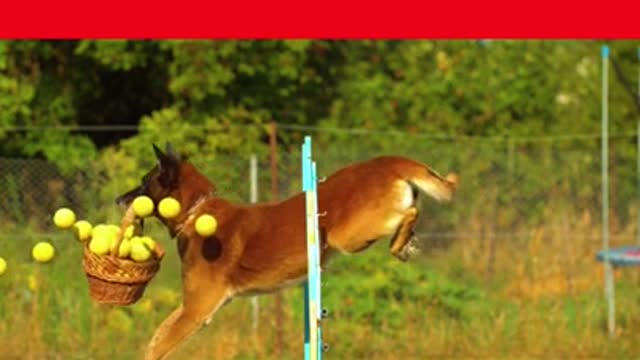 Dog jumping amazing video