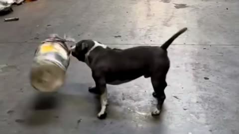 Funny Animal Videos 2024 Best Dogs And Cats Videos 😺😍short,viral,tiktok