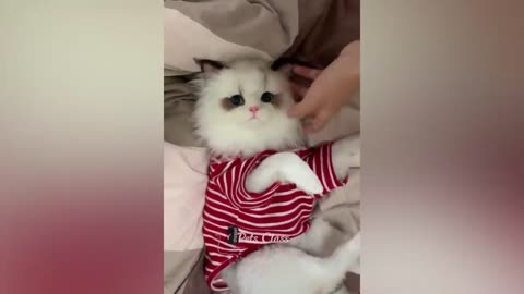 Funny videos of pets.